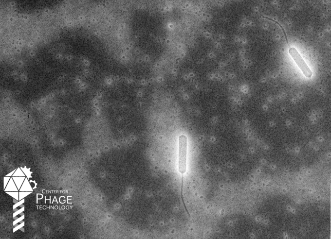 phage_bg